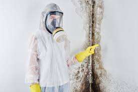 Best Basement Mold Removal in USA